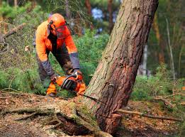 Best Storm Damage Tree Cleanup  in Cozad, NE