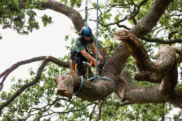 How Our Tree Care Process Works  in  Cozad, NE