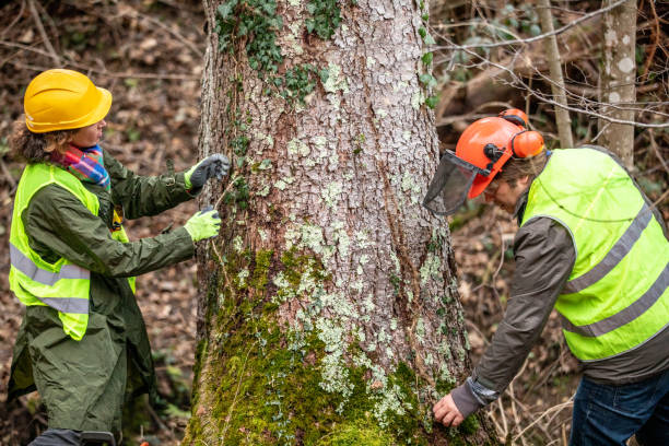 Tree and Shrub Care in Cozad, NE