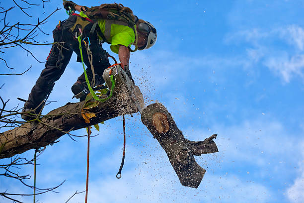 Best Tree Disease Treatment  in Cozad, NE
