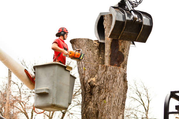 Best Tree Maintenance Programs  in Cozad, NE