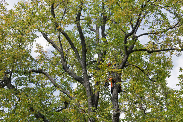 Best Tree Cabling and Bracing  in Cozad, NE
